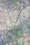 Bahia grass